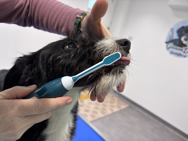 A groomer brushing a small wiry-haired dog's teeth with an electric toothbrush in the salon