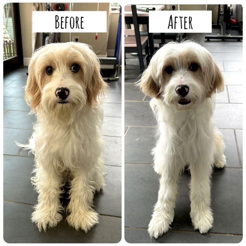 Before and after of a cream shaggy dog, scruffy on the left and neatly trimmed on the right