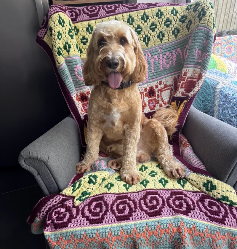 A groomed golden cockapoo sitting on an armchair with a crocheted blanket