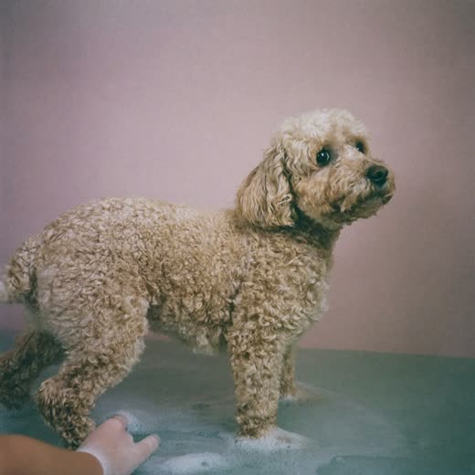 A small curly-coated dog being bathed in a grooming tub