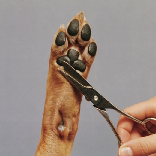 A groomer clipping a small dog's nails