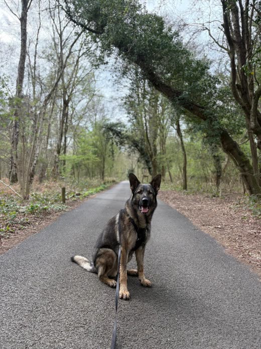 German Shepherd sitting on a woodland path